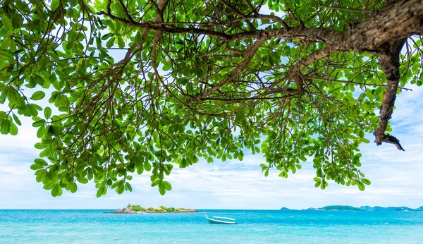 Gröna Blad Bakgrund Med Tropisk Strand Och Klippiga Kusten Blå — Stockfoto