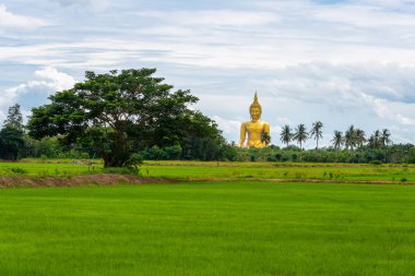 Pirinç alan ve büyük altın Buddha heykeli Wat Muang Tapınağı landmark angthong il, Tayland