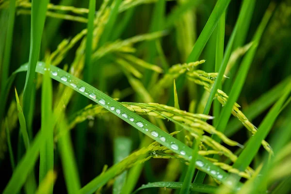 Closeup Paddy Rice Field Countryside Scenery Thailand — Stock Photo, Image