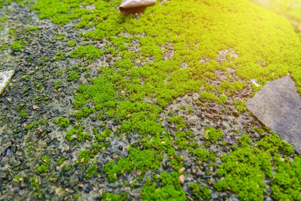 自然石背景上的绿色 Mos — 图库照片