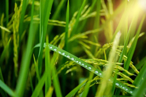 Closeup Paddy Rice Field Countryside Scenery Thailand — Stock Photo, Image