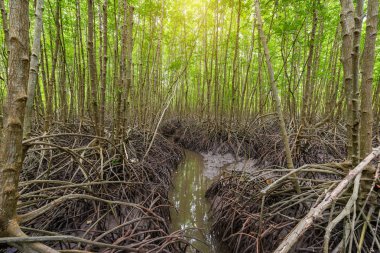 Orman Mangroves Tung Prong tanga veya altın mangrov alanında, Haliç Pra Sae, Rayong, Tayland