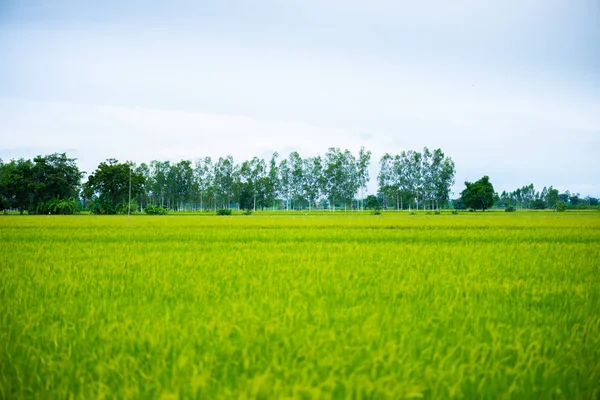 Krajinu Rýže Pole Modré Oblohy Mrak Zataženo Krajinném Zázemí Thajsku — Stock fotografie