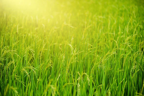 Closeup Paddy Rice Field Countryside Scenery Thailand — Stock Photo, Image