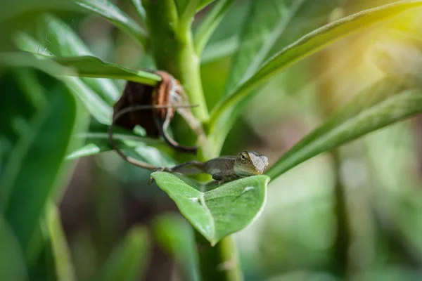 Littel Chameleon Lying Green Leaves Brown Headed Lizard Species Chameleon — Stock Photo, Image