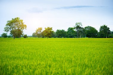 Pirinç alan mavi gökyüzü bulut clear manzara arka planda Tayland kırsal toplayan