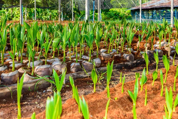Coconut Perfume, Young coconut small trees. preparations for such varieties for planting coconut trees, Layered bottom with coconut shell\'s hair, in the nursery farm