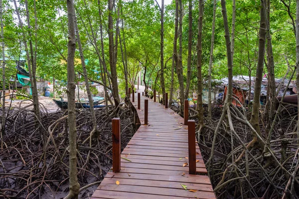 Träbro Eller Gångväg Mangrove Tung Prong Thong Eller Golden Mangrove — Stockfoto