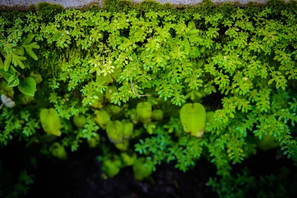 异国风情的热带蕨类植物 具有浅景深 绿色自然背景 — 图库照片