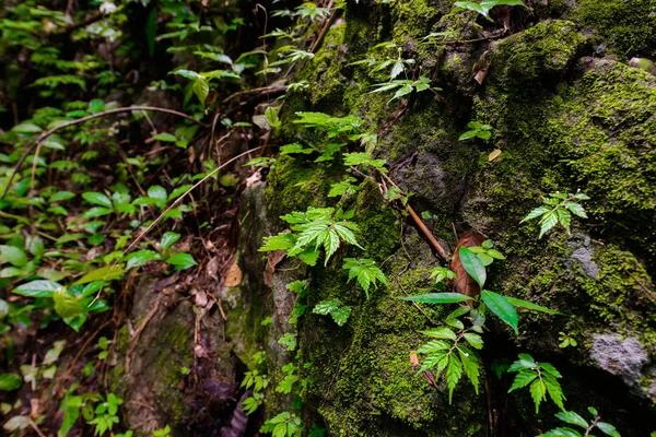 Mos Vert Sur Fond Pierre Avec Plante Dans Nature — Photo