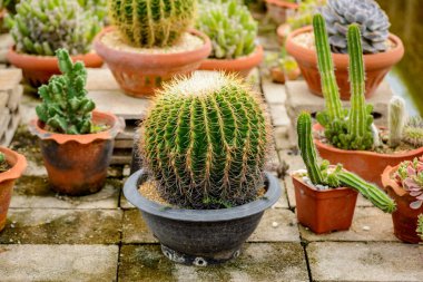 güzel küçük kaktüs bitki kreş