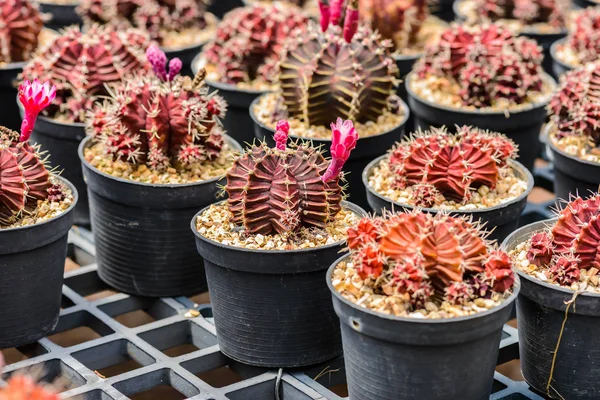 Pequeno Cacto Bonito Viveiro Plantas — Fotografia de Stock