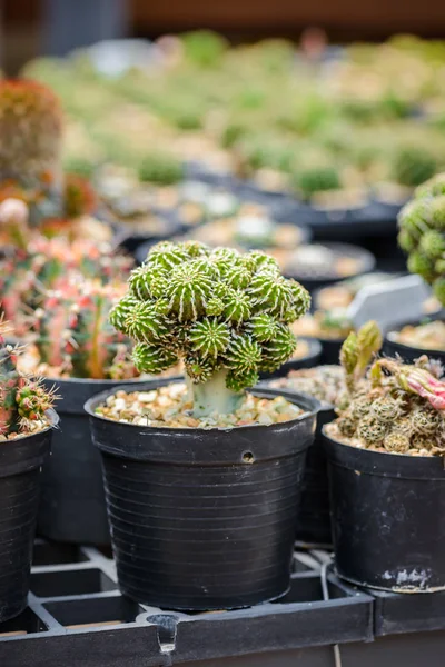 Piękny Mały Kaktus Szkółce Roślin — Zdjęcie stockowe