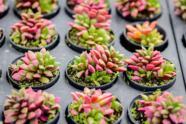 Pequeno Cacto Bonito Viveiro Plantas — Fotografia de Stock