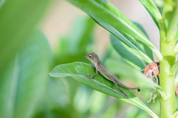 Littel 变色龙躺在绿叶上 棕色头蜥蜴是泰国的变色龙品种 — 图库照片