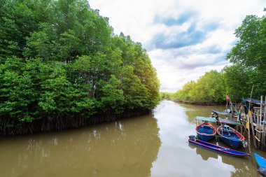 Orman Mangroves Tung Prong tanga veya altın mangrov alanında, Haliç Pra Sae, Rayong, Tayland