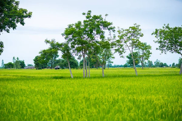 Countryside Scenery Rice Field Blue Sky Cloud Cloudy Landscape Background — Stock Photo, Image