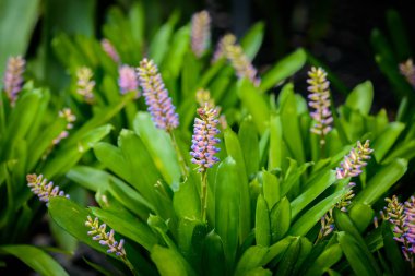 Çiçek Aechmea Gamosepala, Bahçe ve çiçek rumuzu Bromeliad maçlar çiçek başkanıdır