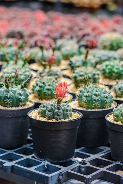 Mooie Cactusbloem Plant Kwekerij — Stockfoto