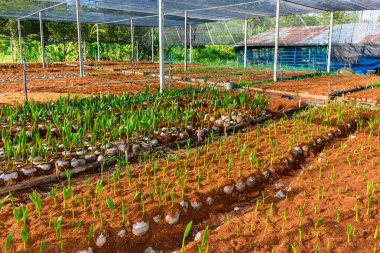 Hindistan cevizi parfüm, genç Hindistan cevizi küçük ağaçlar. Hindistan cevizi ağaçları, katmanlı alt Hindistan cevizi shell saçlı çocuk odası grupta dikim için böyle çeşitleri için hazırlıklar