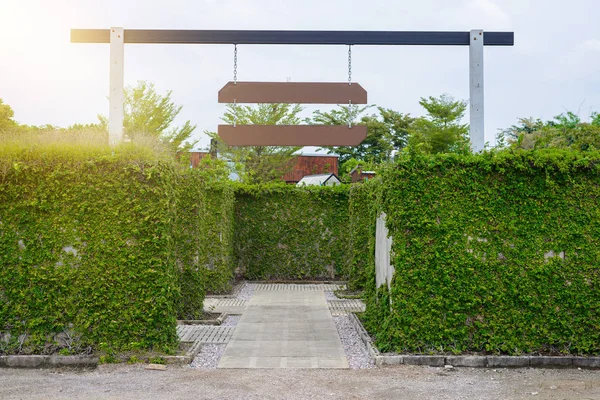 庭の装飾の入り口は緑の迷路の葉の囲いコンクリート フィカス報韓国木 ブッシュや低木のトリミング — ストック写真