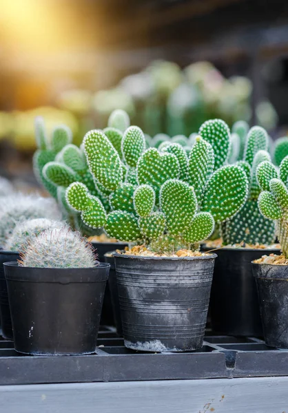 Hermoso Pequeño Cactus Vivero Plantas — Foto de Stock