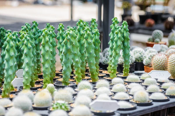 Pequeno Cacto Bonito Viveiro Plantas — Fotografia de Stock