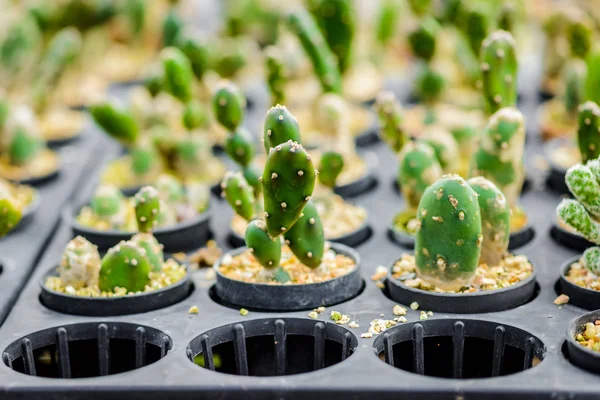 Mooie Kleine Cactus Plant Kwekerij — Stockfoto