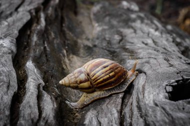 Doğada ahşap üzerinde sürünerek kabuğundaki büyük salyangoz