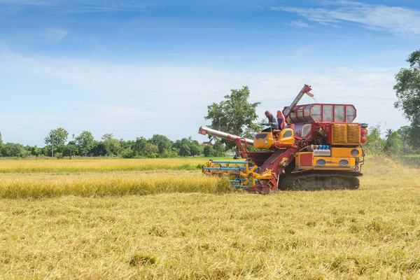 Combinar Cosechadora Trabajar Campo Arroz Cosecha Proceso Recolección Cultivo Maduro —  Fotos de Stock