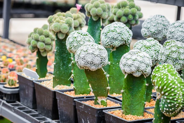 Mooie Kleine Cactus Plant Kwekerij — Stockfoto