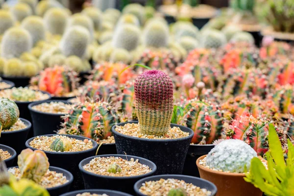 Pequeno Cacto Bonito Viveiro Plantas — Fotografia de Stock