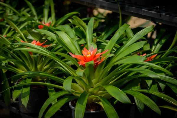 Close Bromeliad Vermelho Bromeliaceae Planta Flor Tropical Jardim — Fotografia de Stock