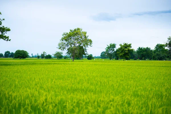 Countryside Scenery Rice Field Blue Sky Cloud Cloudy Landscape Background — Stock Photo, Image