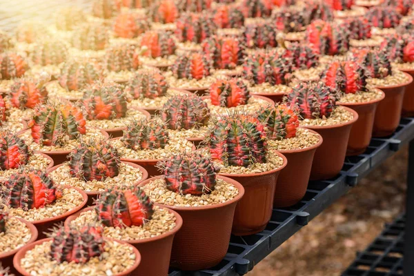 Mooie Kleine Cactus Plant Kwekerij — Stockfoto