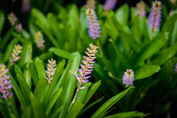 Květ Aechmea Gamosepala Botanický Zahradě Nick Jméno Květina Ředitelem Zápasy — Stock fotografie