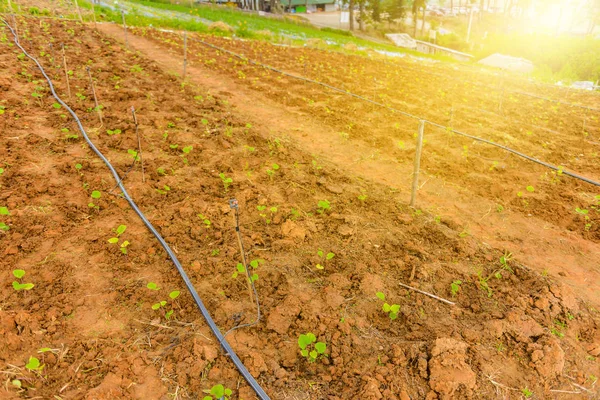 Plantering Med Automatiserad Droppbevattningssystem Thailand — Stockfoto