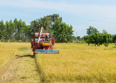 Hasat birleştirmek pirinç alan üzerinde çalışıyor. Hasat Tayland alanlardan olgun bir ürün toplama işlemidir
