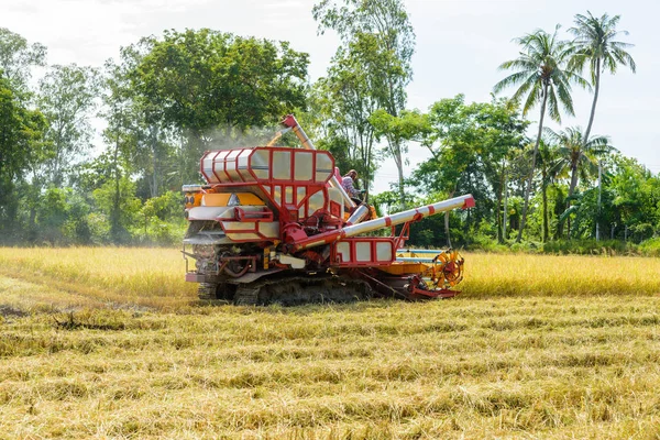 Зернозбиральний Комбайн Працює Рисовому Полі Збирання Врожаю Процес Збору Стиглого — стокове фото