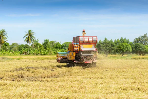 Combine Harvester Working Rice Field Harvesting Process Gathering Ripe Crop — Stock Photo, Image