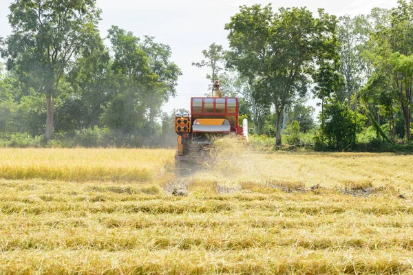 Combinar Cosechadora Trabajar Campo Arroz Cosecha Proceso Recolección Cultivo Maduro —  Fotos de Stock