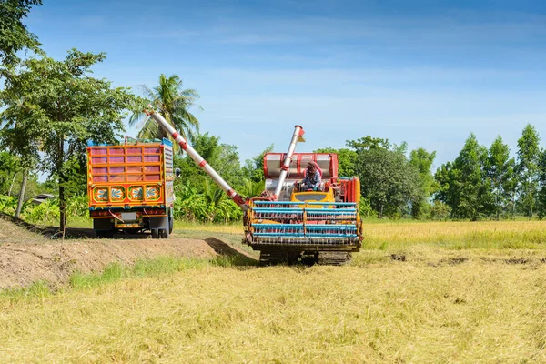 Harvest machine or Combine harvester loading seeds in to trailer on rice field. Harvesting is the process of gathering a ripe crop from the fields in thailand