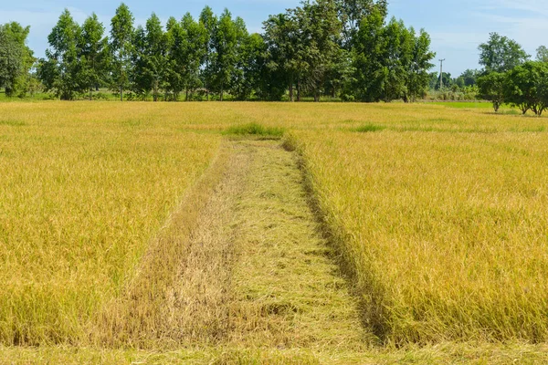 田んぼは イネ耕運機で収穫されます それはタイのフィールドから植物を調理の収集のプロセス — ストック写真