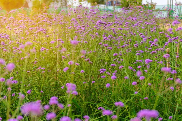 Bulanık Arka Bahçesinde Mor Verbena Çiçeklerle Sabah Gün Işığında — Stok fotoğraf