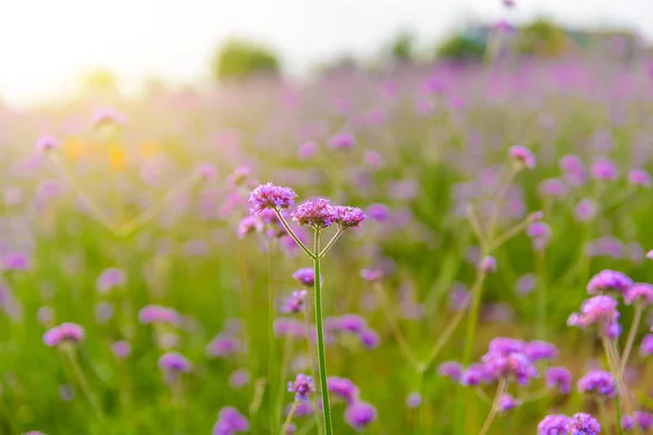Bulanık Arka Bahçesinde Mor Verbena Çiçeklerle Sabah Gün Işığında — Stok fotoğraf