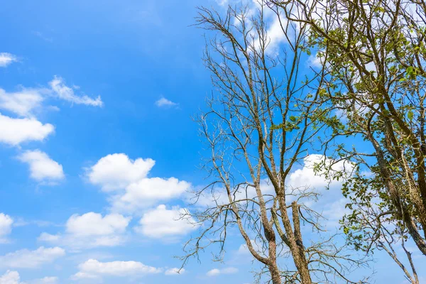 Natureza Fundo Folhas Verdes Pinheiros Com Céu Azul Nuvens Brancas — Fotografia de Stock