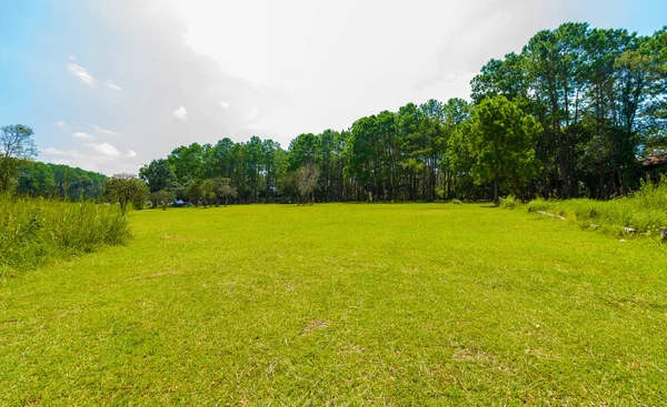 Fondo Natural Del Paisaje Bosque Pino Con Cielo Azul Nubes —  Fotos de Stock