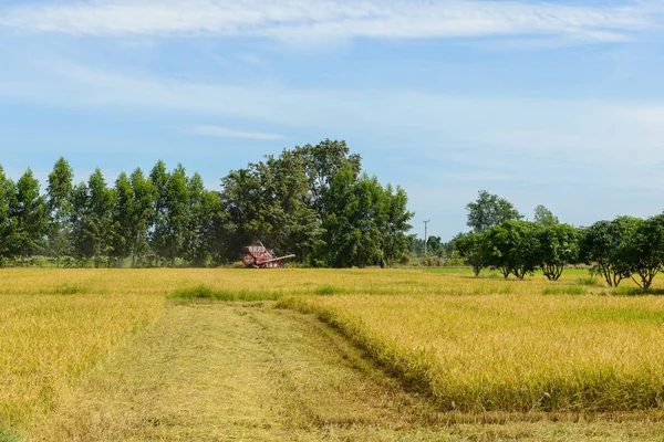 コンバイン刈取田んぼで作業します タイのフィールドから熟した作物を収集するプロセスは — ストック写真