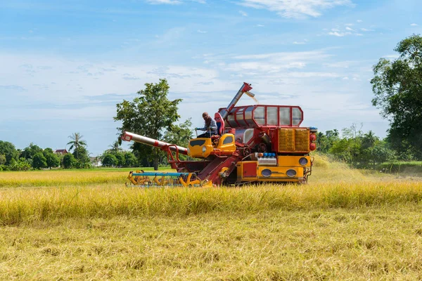 Combina Mietitrebbia Lavorando Sulla Risaia Raccolta Processo Raccolta Raccolto Maturo — Foto Stock