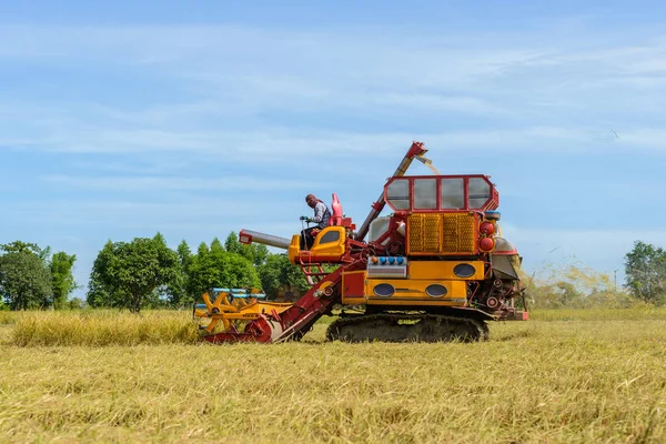 stock image Combine harvester Working on rice field. Harvesting is the process of gathering a ripe crop from the fields in thailand